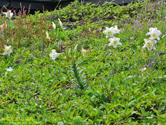 Lilium longiflorum