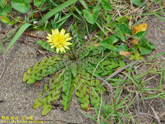 Taraxacum formosanum