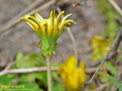 Taraxacum formosanum
