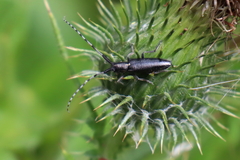 Agapanthia suturalis
