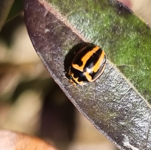 Striped Ladybird photo 2