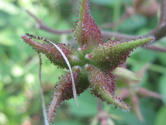 Dictamnus dasycarpus