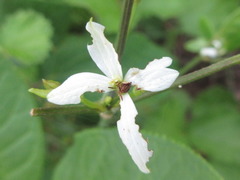 Clematis terniflora mandshurica