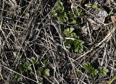 Potentilla stolonifera
