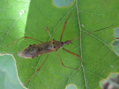 Epidaus tuberosus