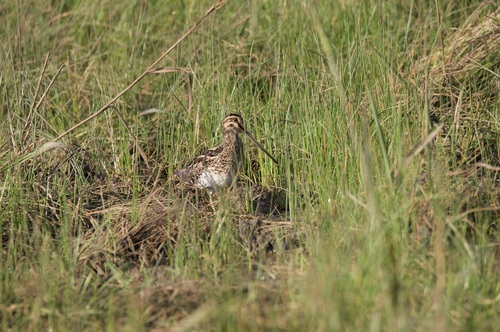 iNaturalist image