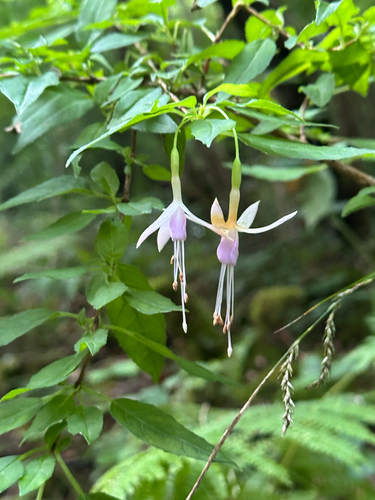 Hardy Fuchsia