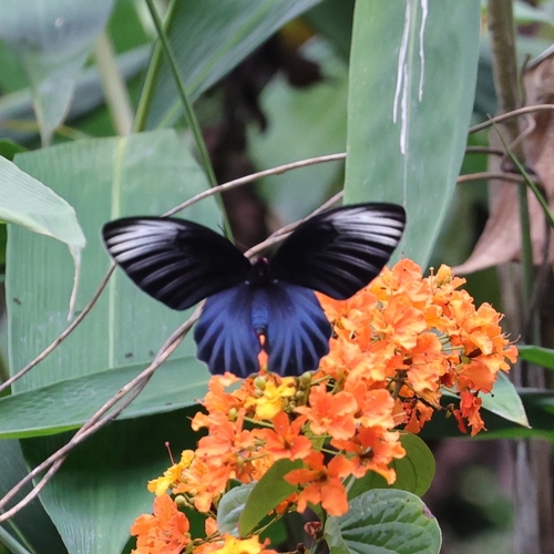 Malayan Batwing