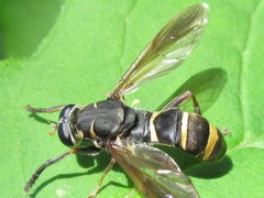 Temnostoma bombylans