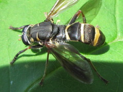 Temnostoma bombylans