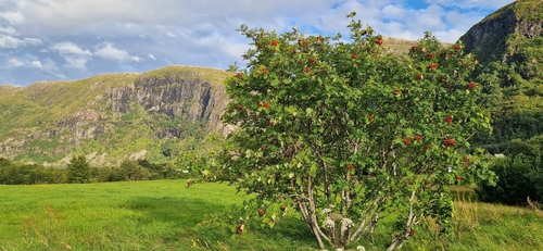 European mountain ash