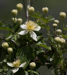 Clematis lasiantha