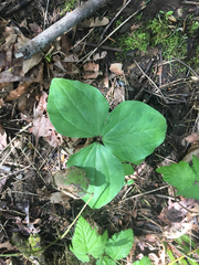 Trillium albidum