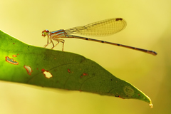 Aeolagrion dorsale