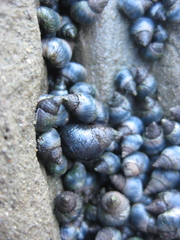 Austrolittorina cincta
