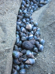 Austrolittorina cincta