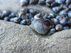 Austrolittorina cincta