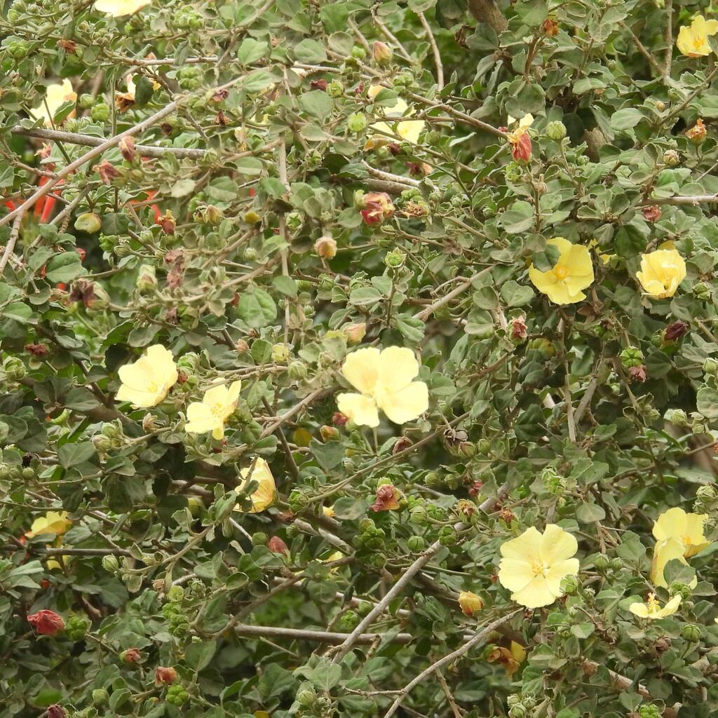 Pavonia praemorsa; photograph (c) Henry de Lange, some rights reserved (CC BY)