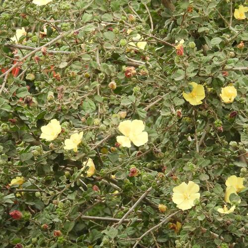 Pavonia praemorsa