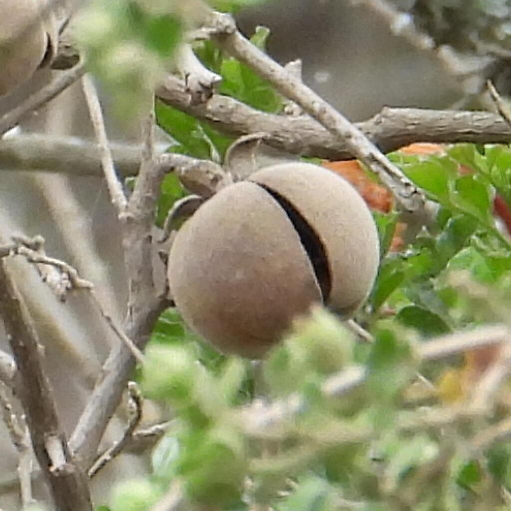 Diospyros dichrophylla; photograph (c) Henry de Lange, some rights reserved (CC BY)