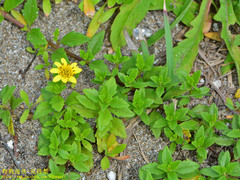 Wedelia prostrata