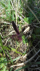 Dactylorhiza incarnata cruenta