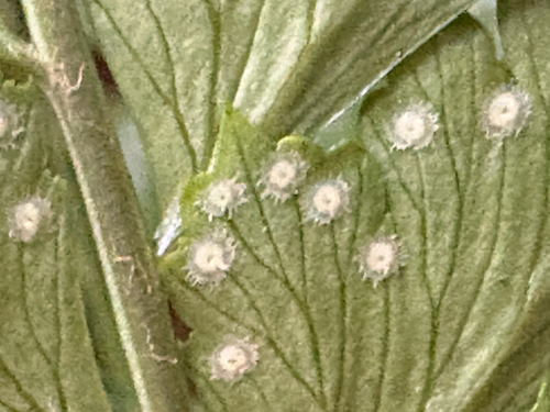 Arachniodes rhomboidea, photograph 1