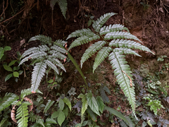 Arachniodes rhomboidea