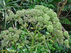 Angelica hirsutiflora