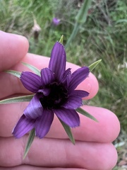(c) Jared Shorma, some rights reserved (CC BY) Tragopogon porrifolius, photograph (c) Jared Shorma, some rights reserved (CC BY)