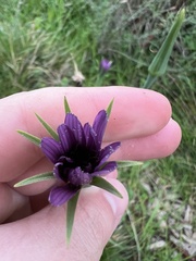 (c) Jared Shorma, some rights reserved (CC BY) Tragopogon porrifolius, photograph (c) Jared Shorma, some rights reserved (CC BY)
