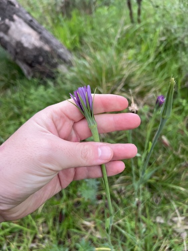 Tragopogon porrifolius, photograph 4