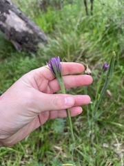 (c) Jared Shorma, some rights reserved (CC BY) Tragopogon porrifolius, photograph (c) Jared Shorma, some rights reserved (CC BY)
