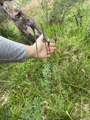 (c) Jared Shorma, some rights reserved (CC BY) Tragopogon porrifolius, photograph (c) Jared Shorma, some rights reserved (CC BY)