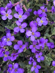 Aubrieta deltoidea