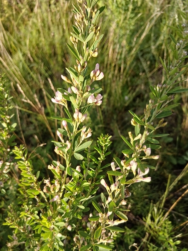Lespedeza juncea, photograph 3