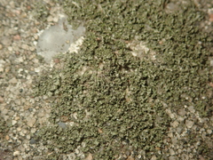 Phaeophyscia nigricans