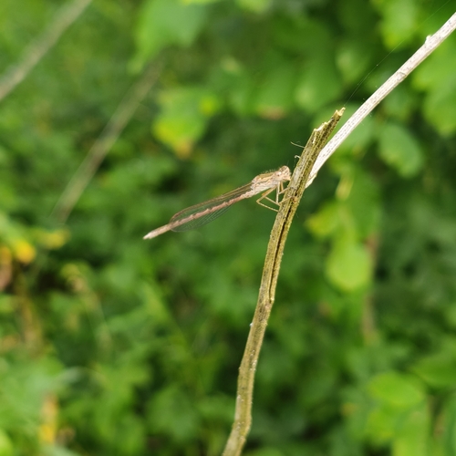 Siberian Winter Damsel