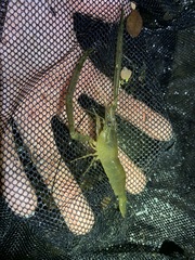 Macrobrachium formosense