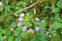 Cardamine raphanifolia