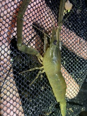 Macrobrachium formosense