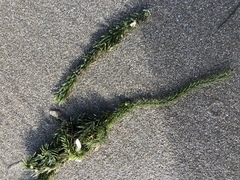 Caulerpa brownii