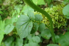 Cardamine raphanifolia