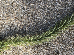 Caulerpa brownii