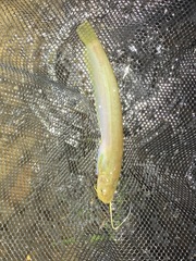 Pterocryptis anomala