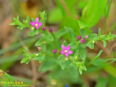 Centaurium japonicum