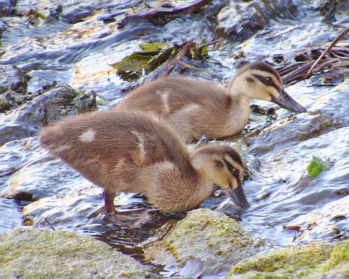 Pacific Black Duck, photo 9 of 10