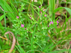 Centaurium japonicum