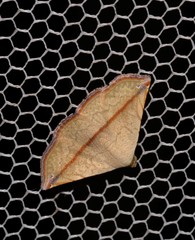 Eublemma perversicolor