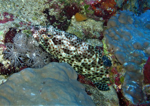 Greasy Rockcod — seen at this dive site